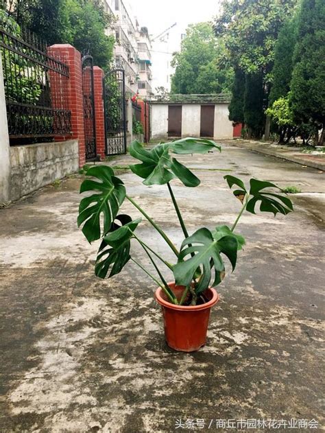 龜背竹臥室風水|龜背竹的風水作用